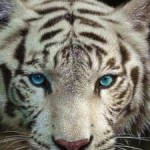 Profile picture of orhanmert